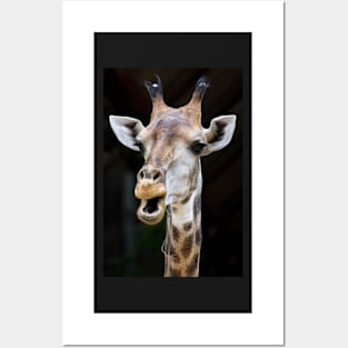 Giraffe portrait on black background Posters and Art